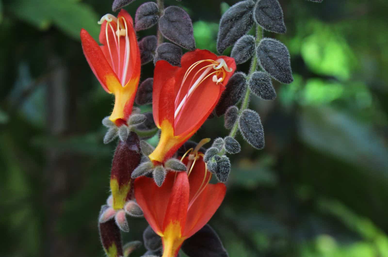 planta de peces de colores