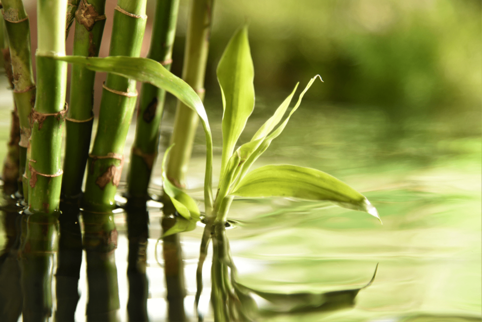 tallos de bambú verde en agua