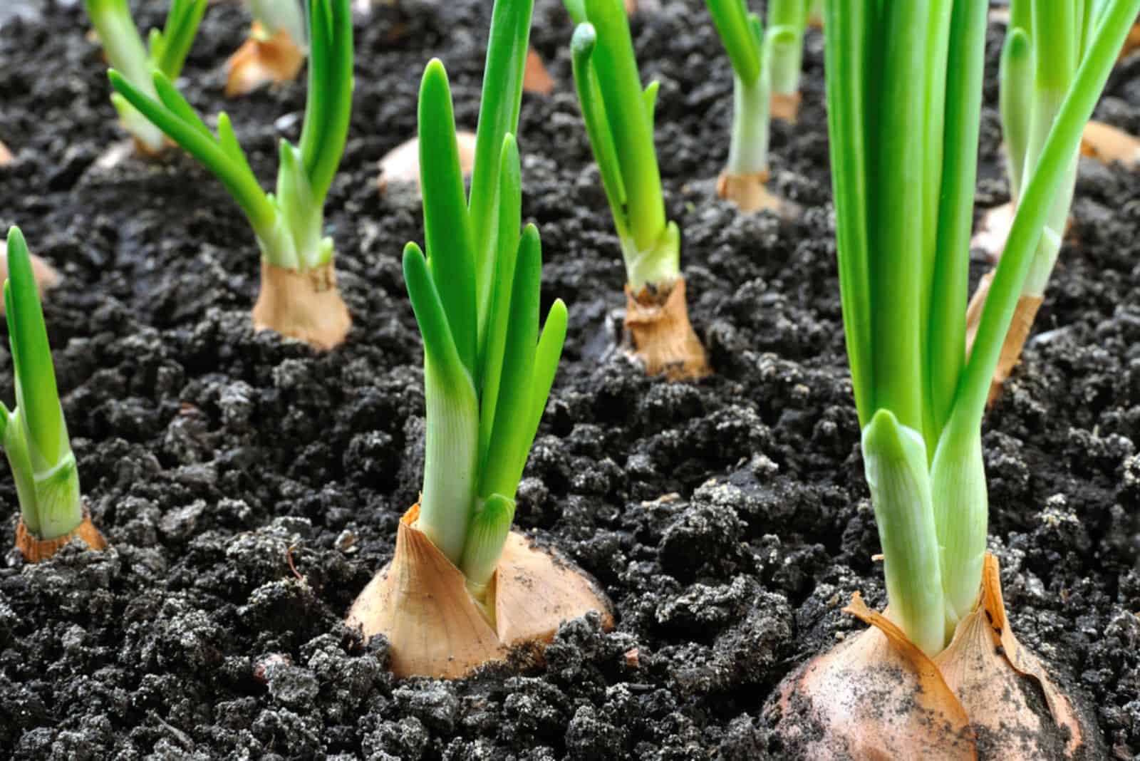 cultivo de cebolla verde en el huerto