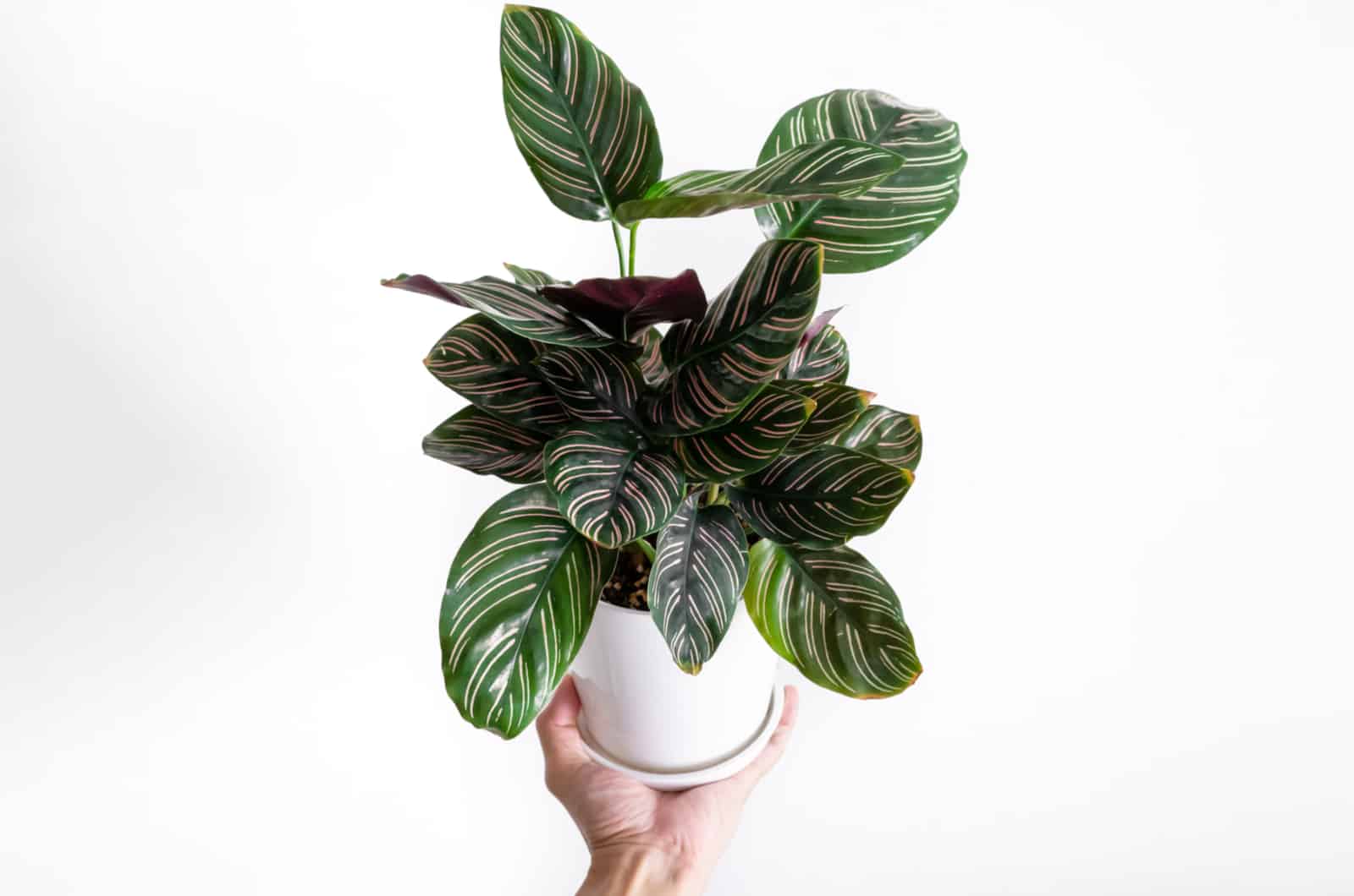 mano sosteniendo una planta de calathea ornata