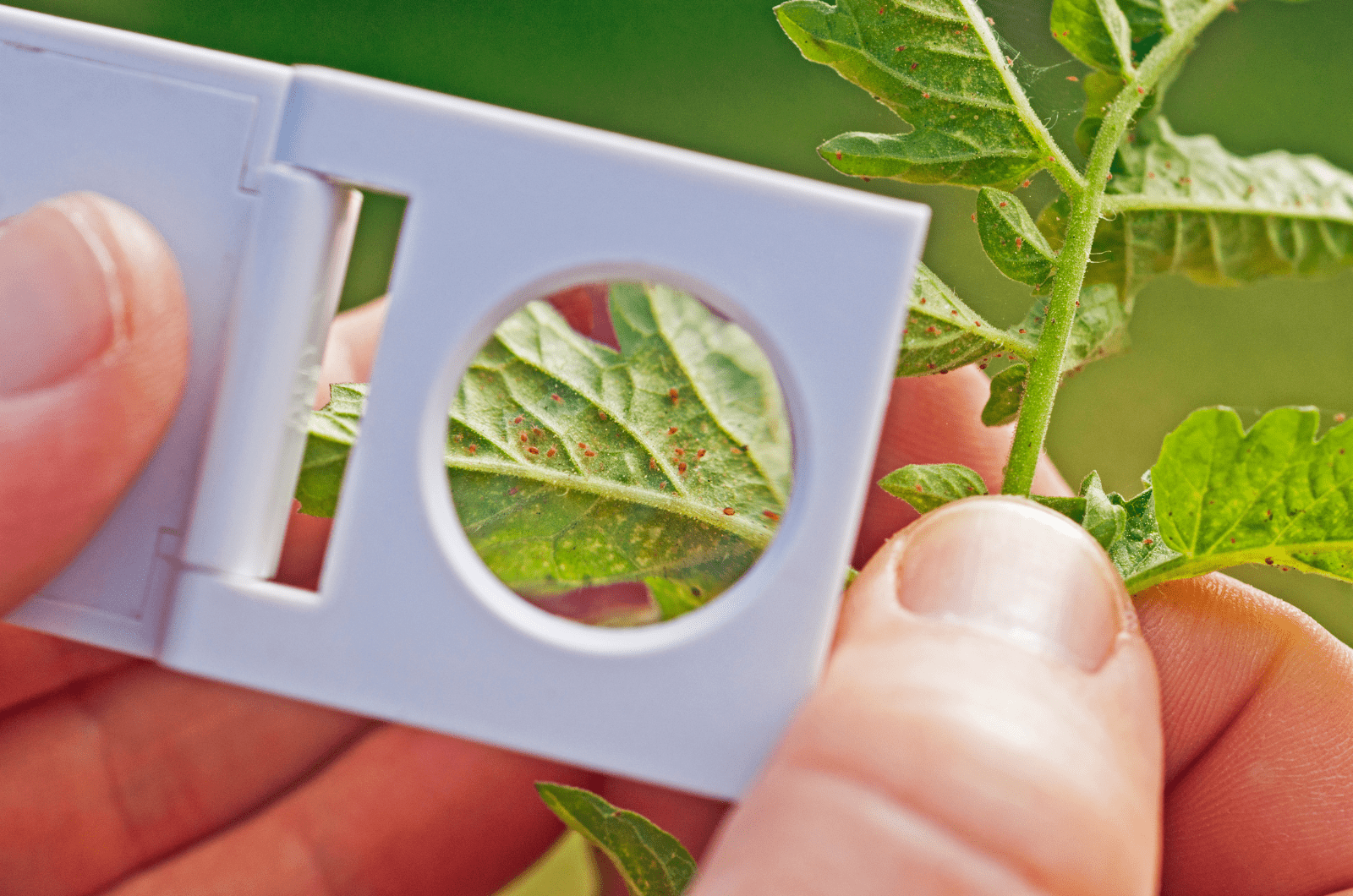 hoja de mano sujetando con ácaros araña