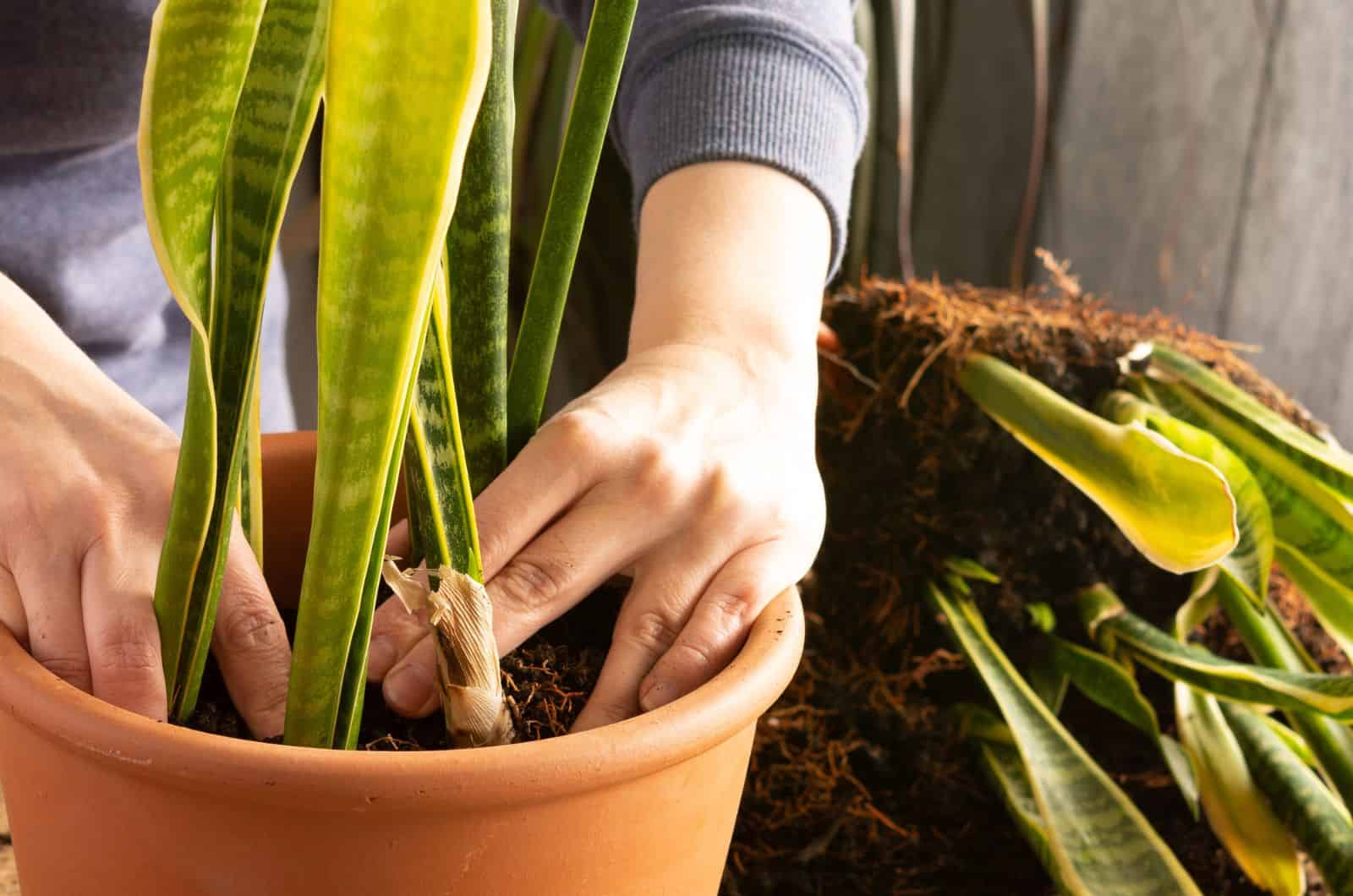 manos arreglando el suelo en una olla