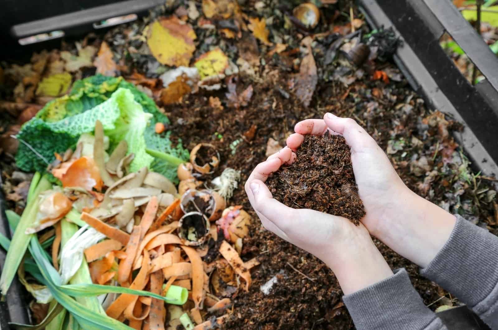 manos sosteniendo compost de bin