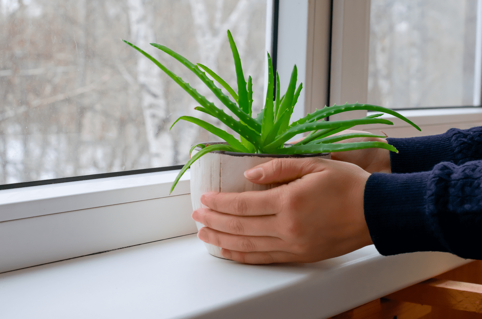 manos poniendo planta de aloe por ventana