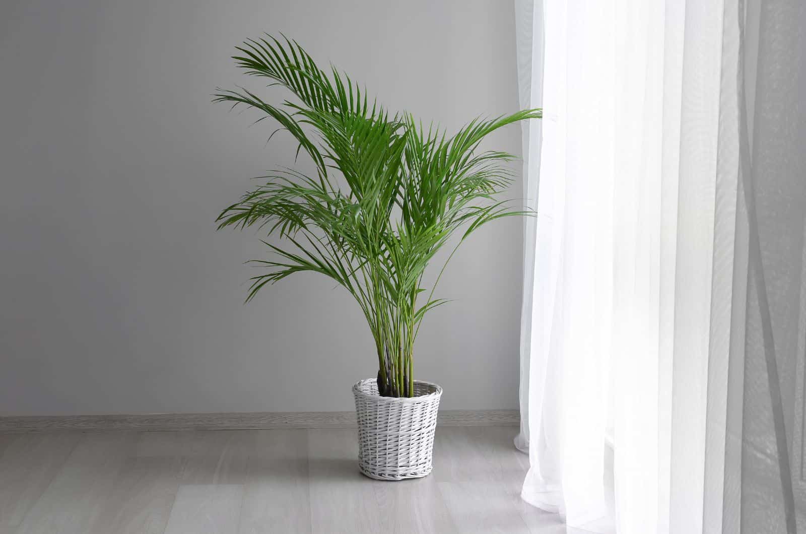 palmera interior en maceta blanca