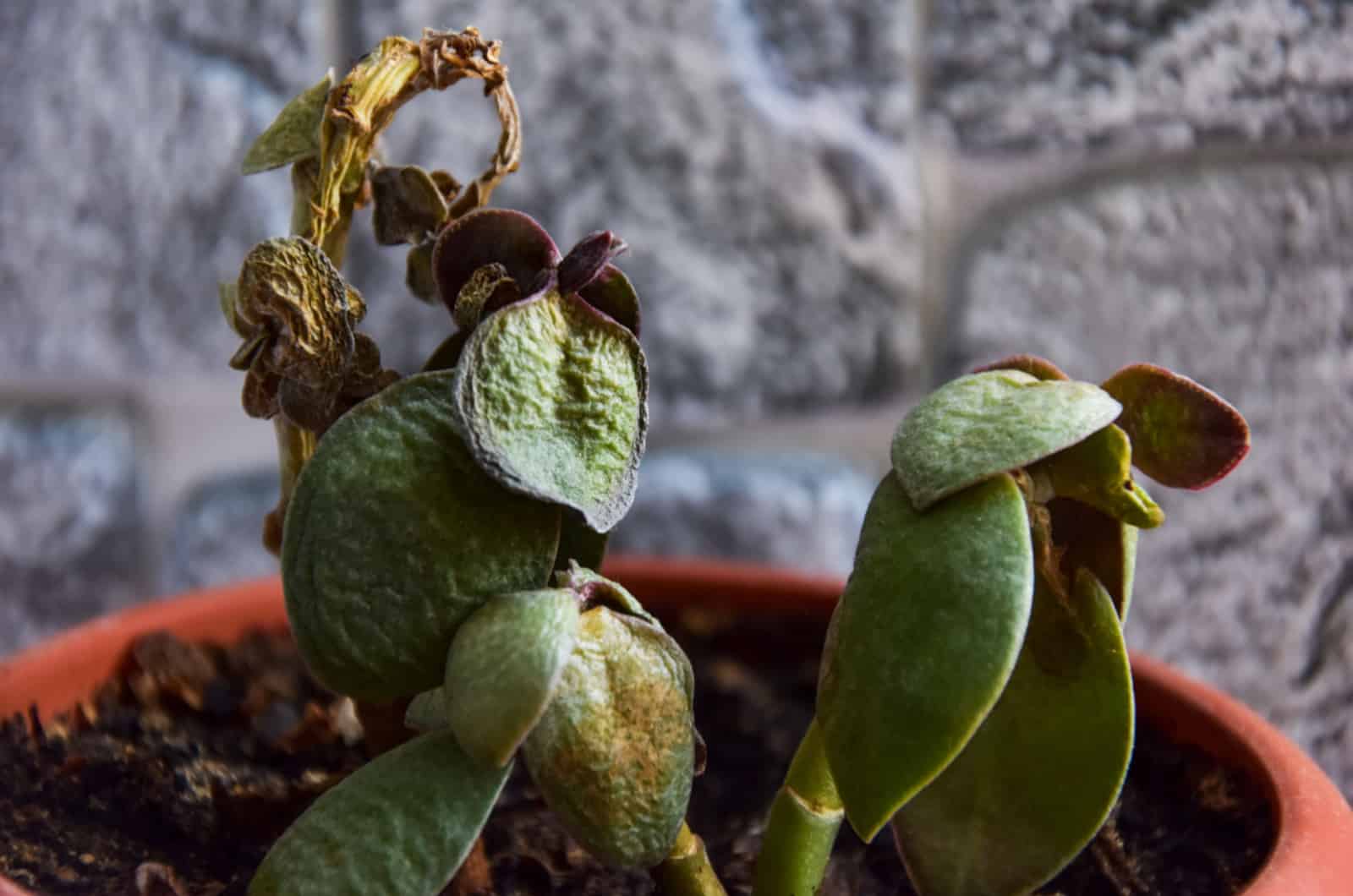 planta de jade infestada