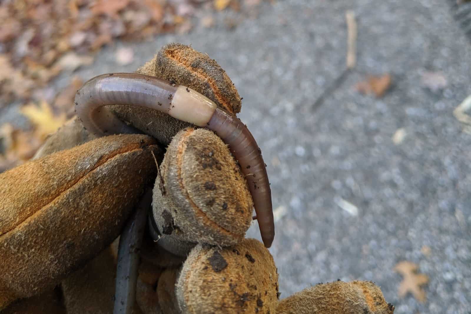 Gusano saltador con bandas invasivo en Connecticut