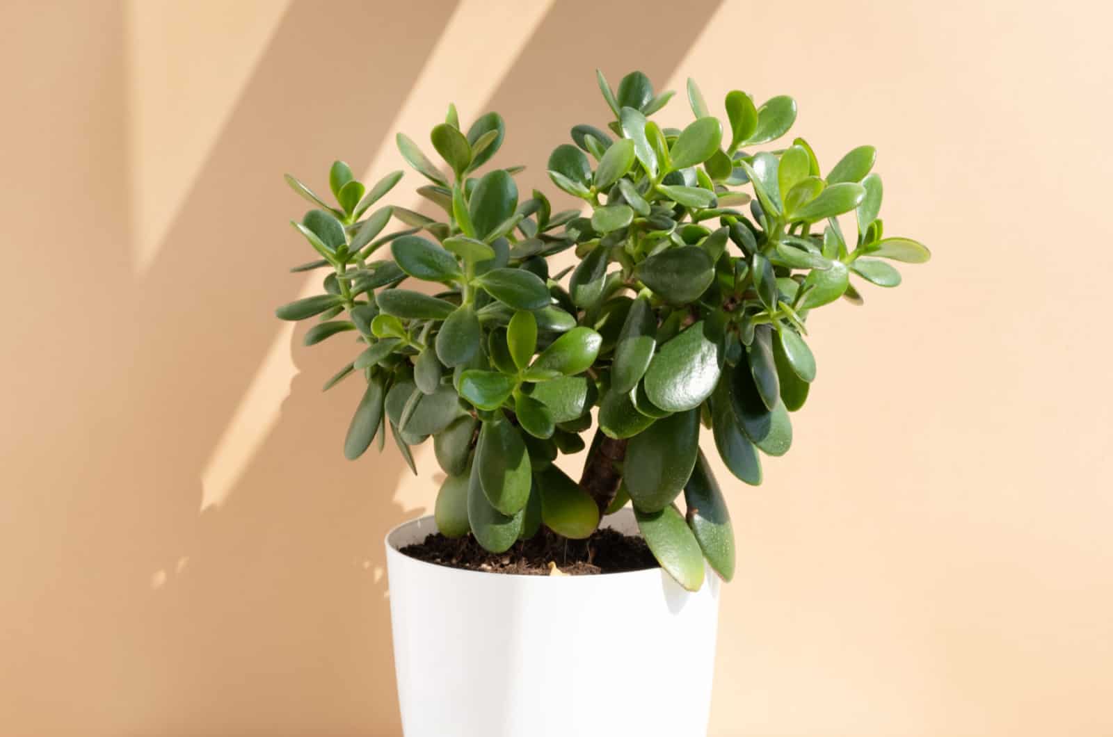 planta de jade en una maceta blanca