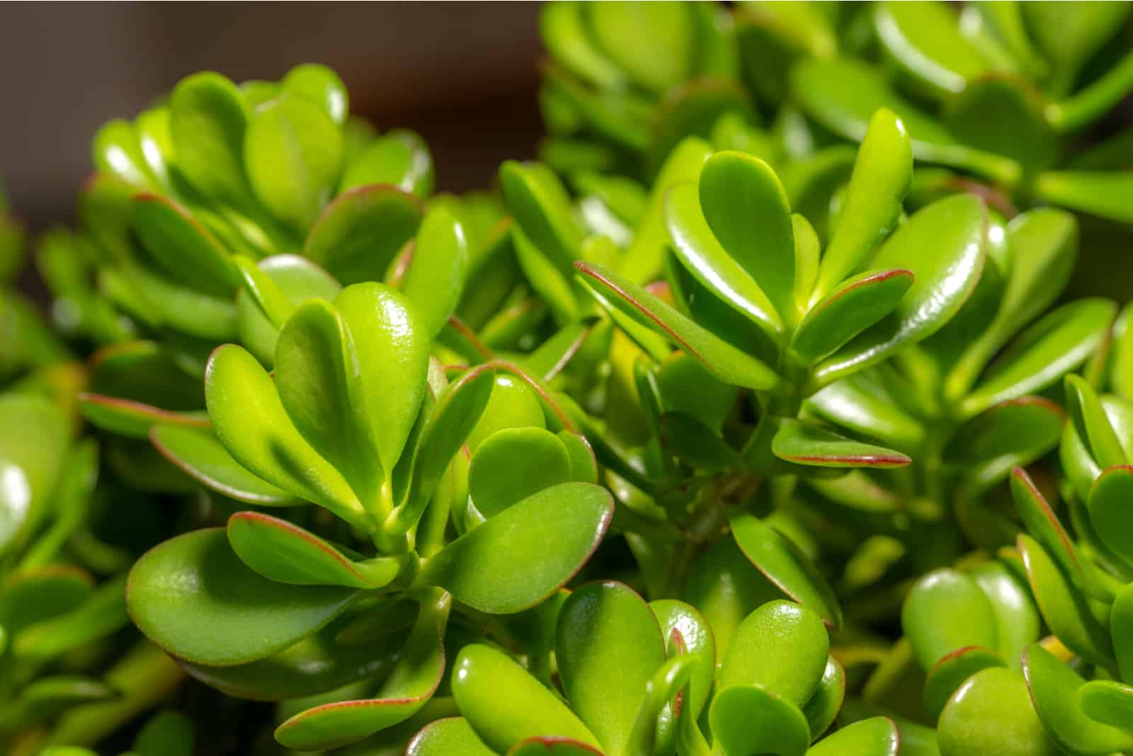 planta de jade con grandes hojas verdes