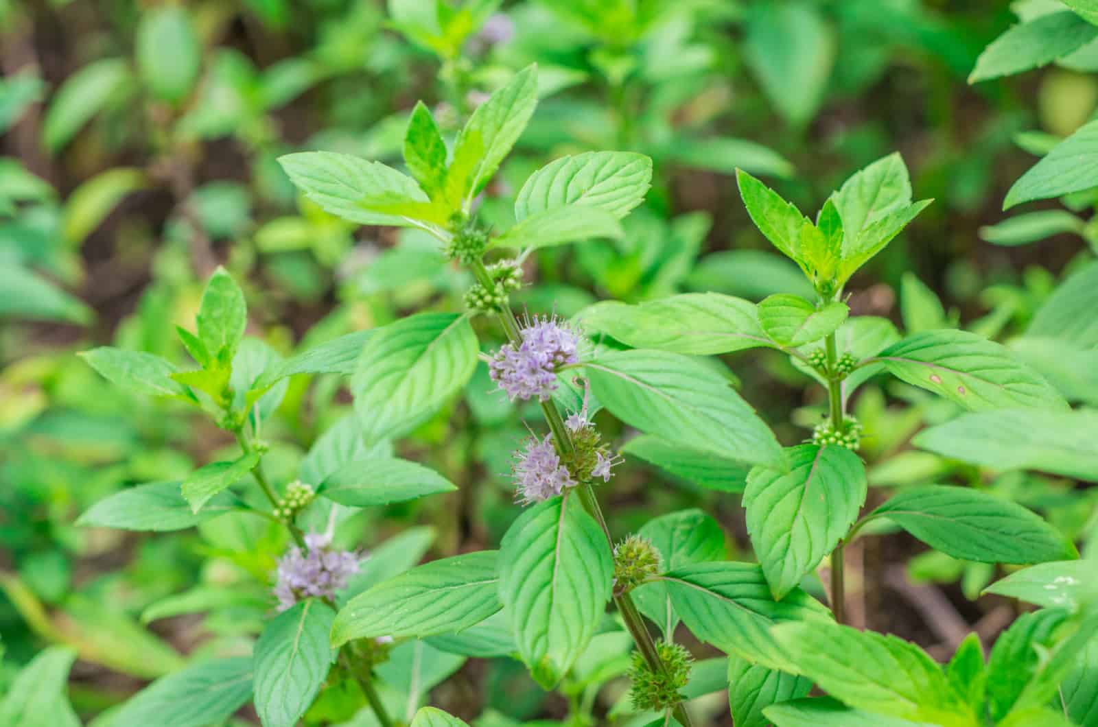 menta japonesa