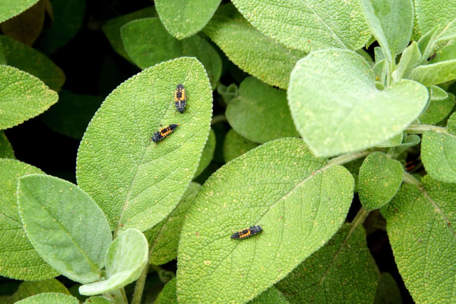 mariquitas en hojas de salvia