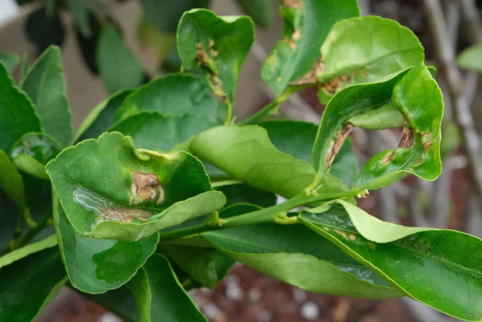 hojas de limonero rizadas