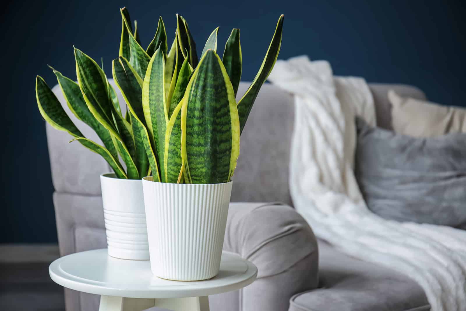 pequeña planta de serpiente en la mesa junto al sofá