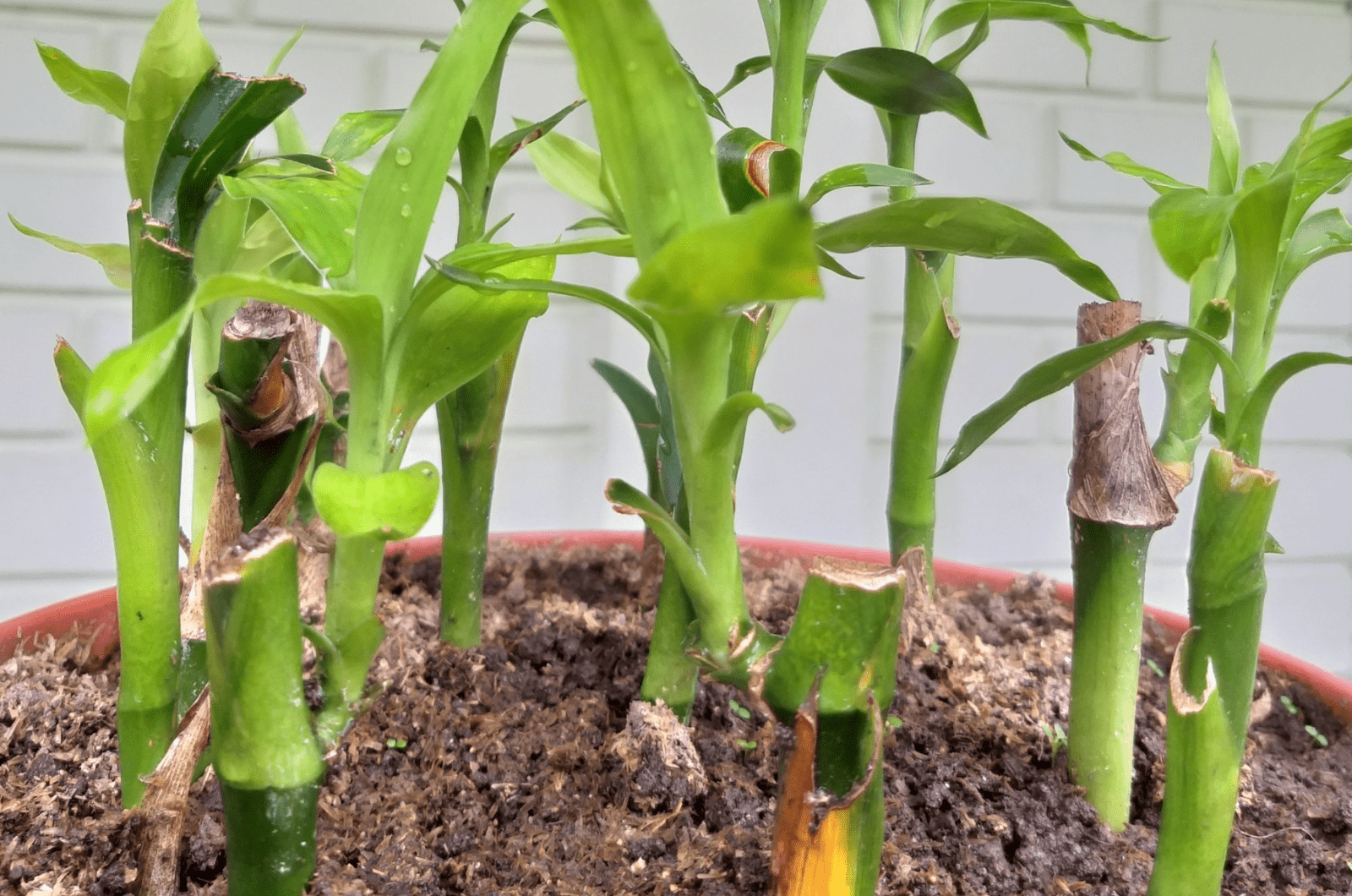 planta de bambú de la suerte en el suelo