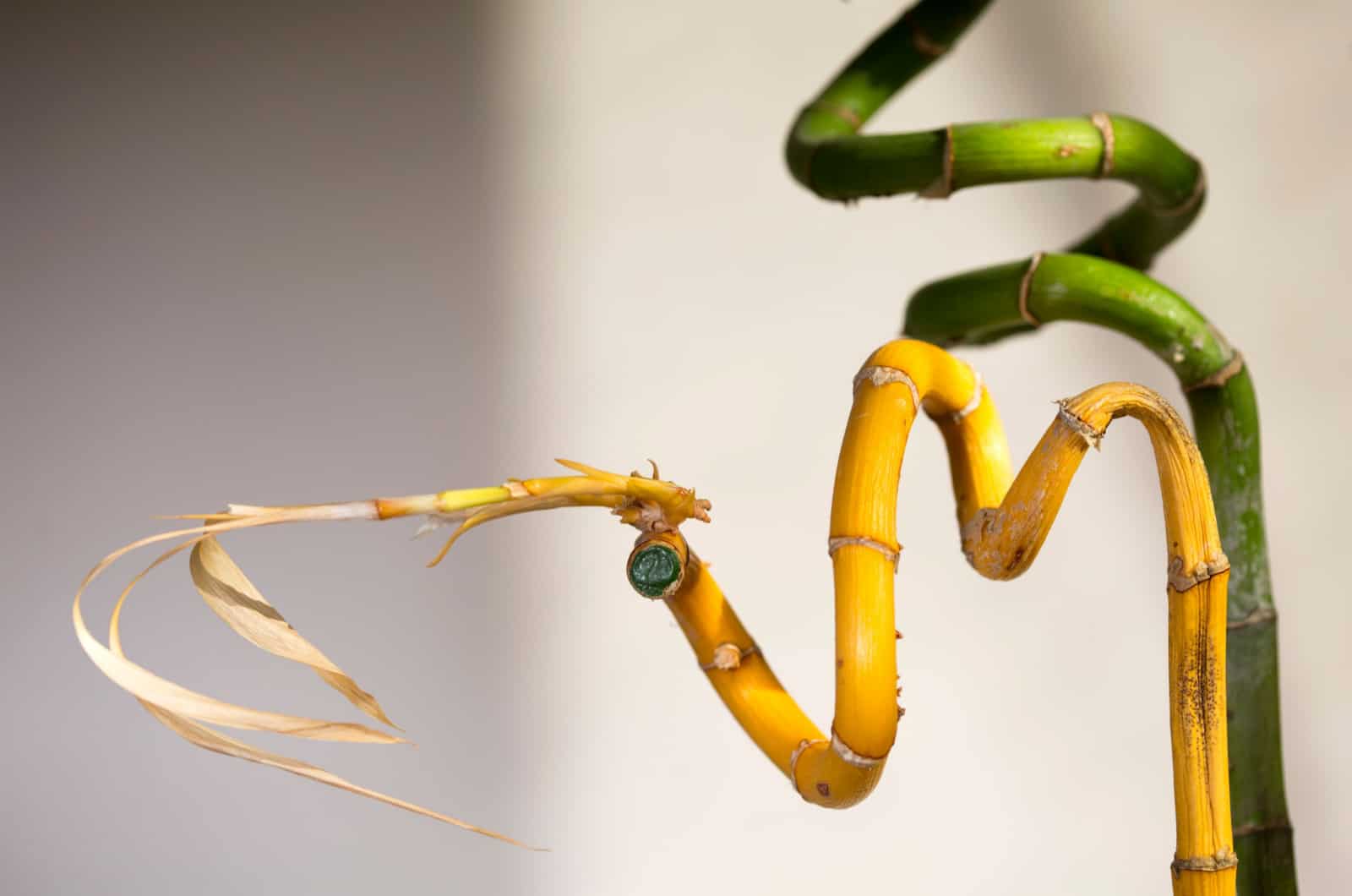 planta de bambú de la suerte que se vuelve amarilla