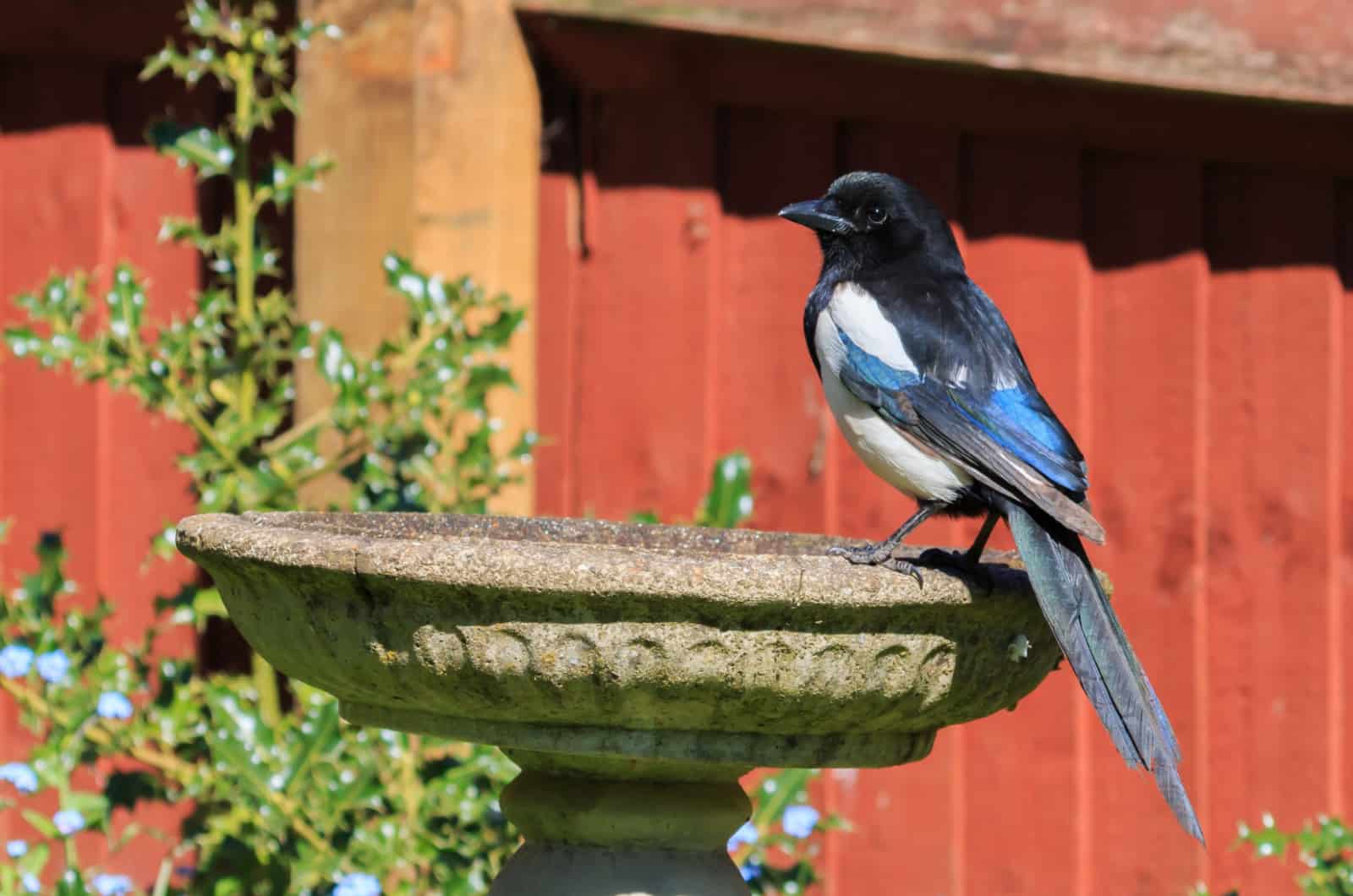 urraca en un baño de pájaros