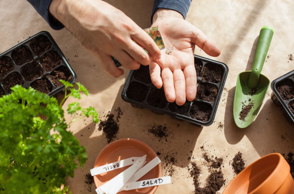 hombre poniendo semillas en caja de germinación