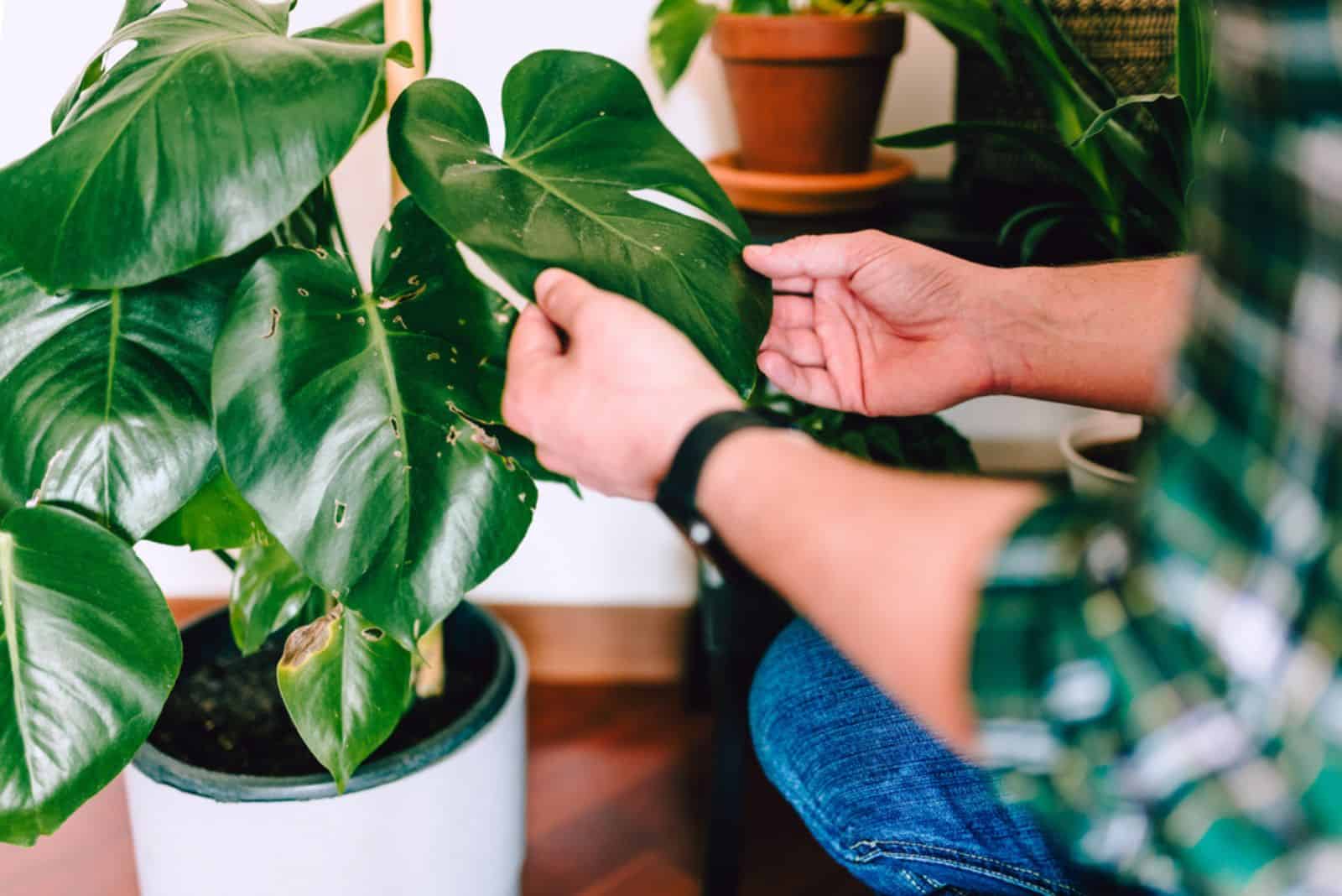 hombre cuidando de la planta enferma de Monstera Deliciosa