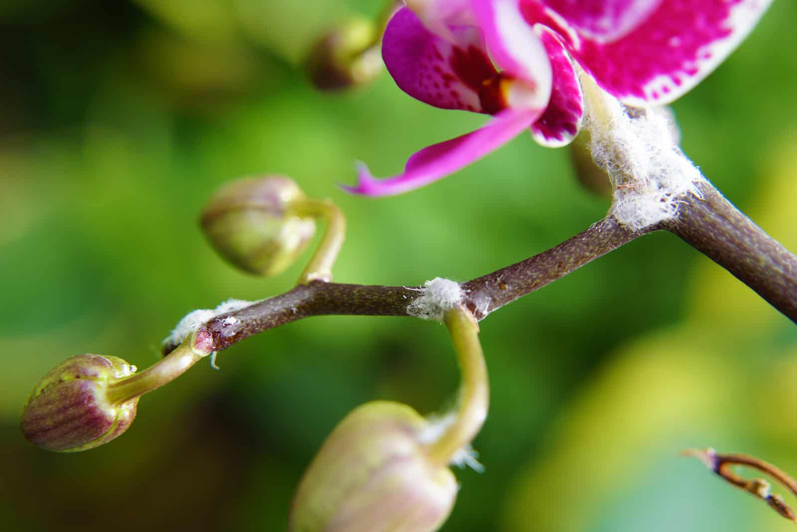 cochinillas en la planta de orquídeas