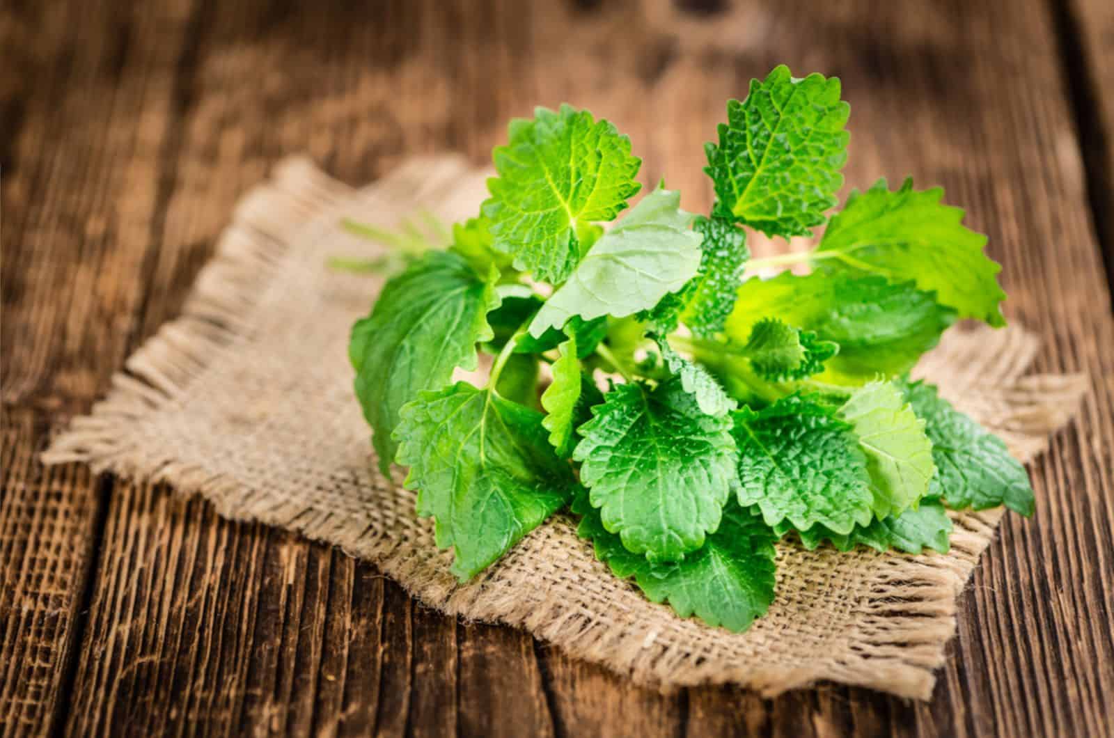 planta de bálsamo de menta con tela sobre la mesa