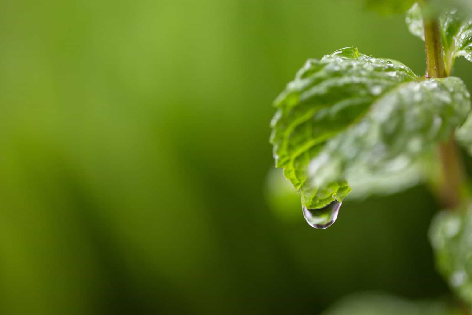 hoja de menta después de regar