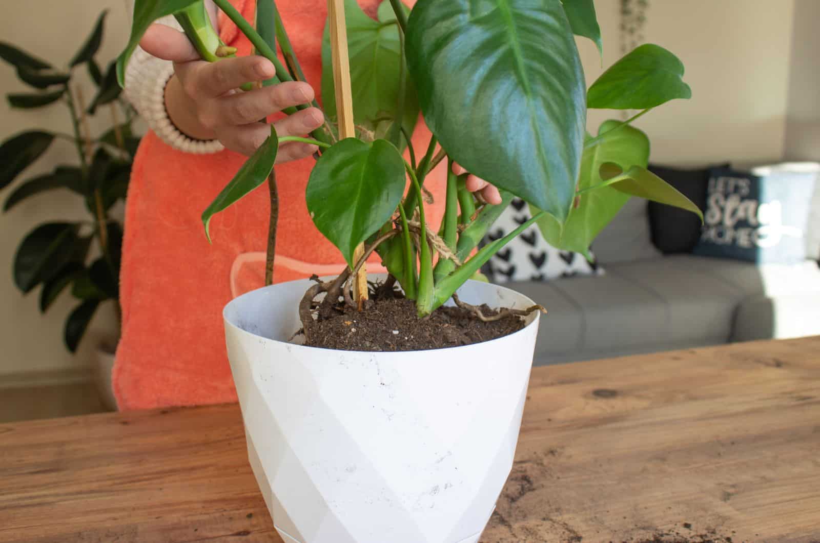 monstera en maceta blanca