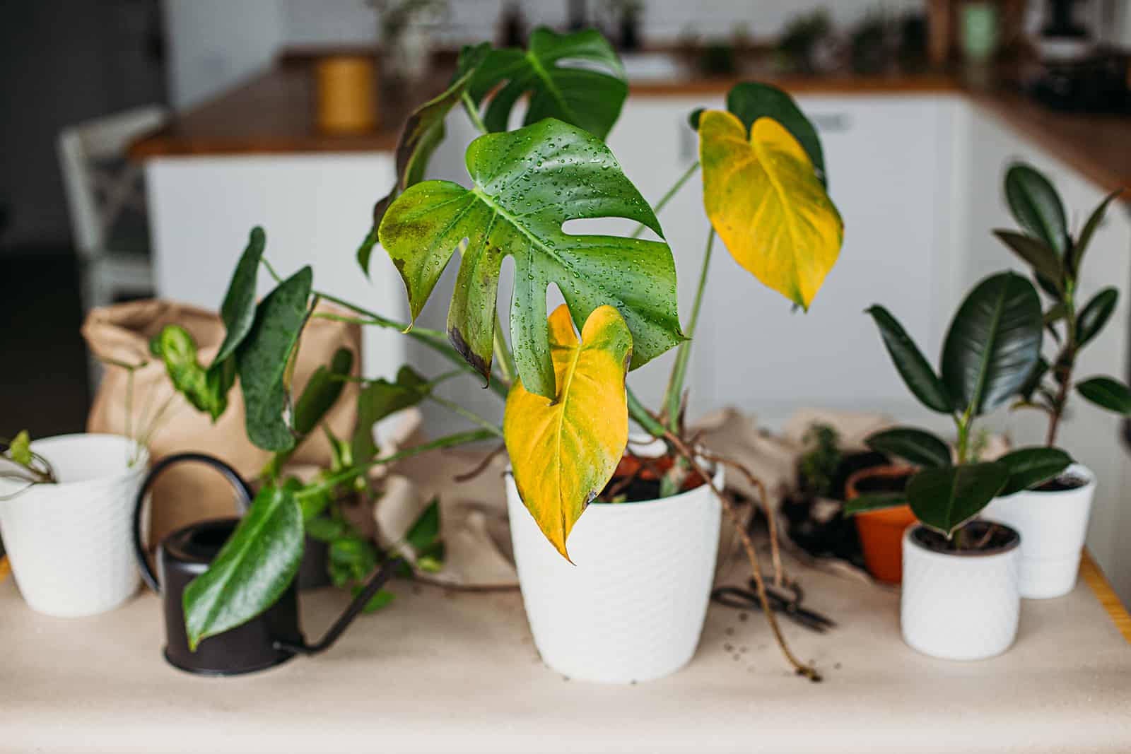 planta monstera con hojas amarillas en la mesa