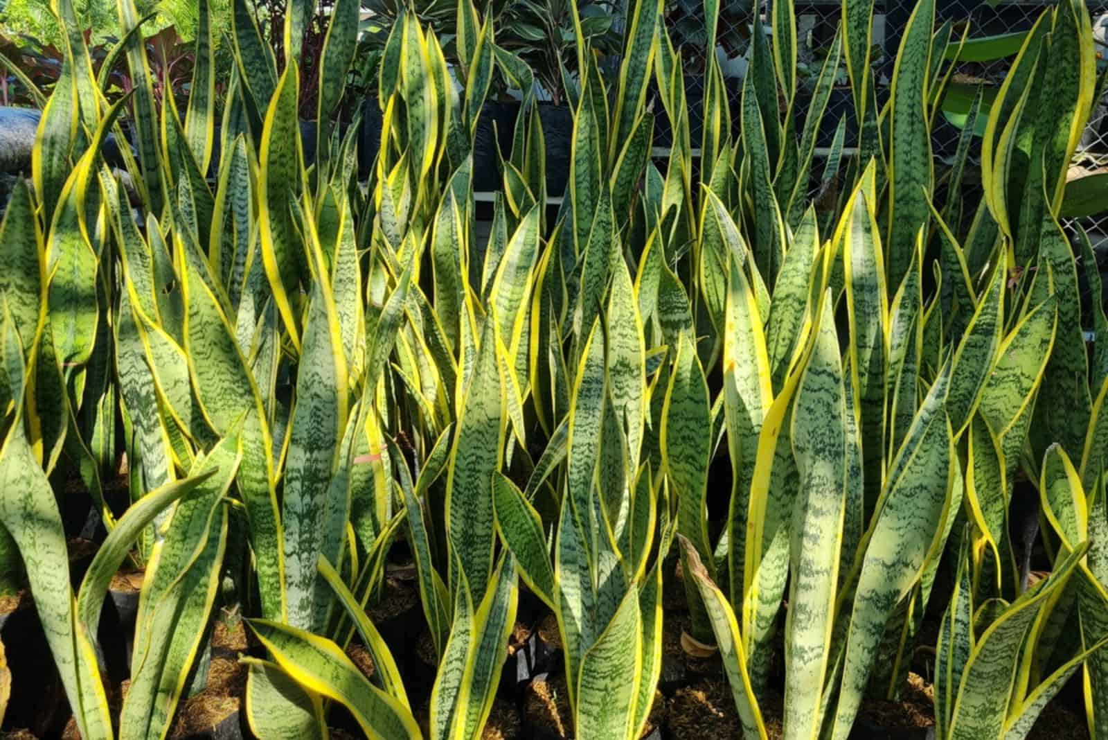 lengua de suegra plantada en macetas 