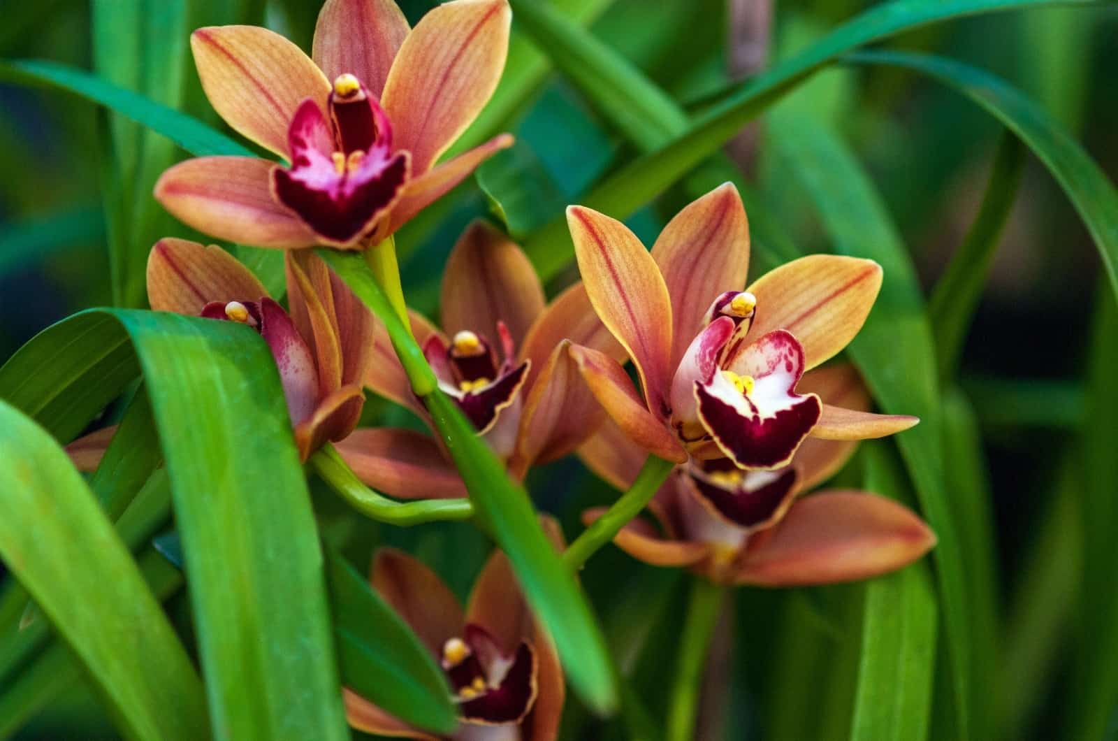 orquídea terrestre naranja