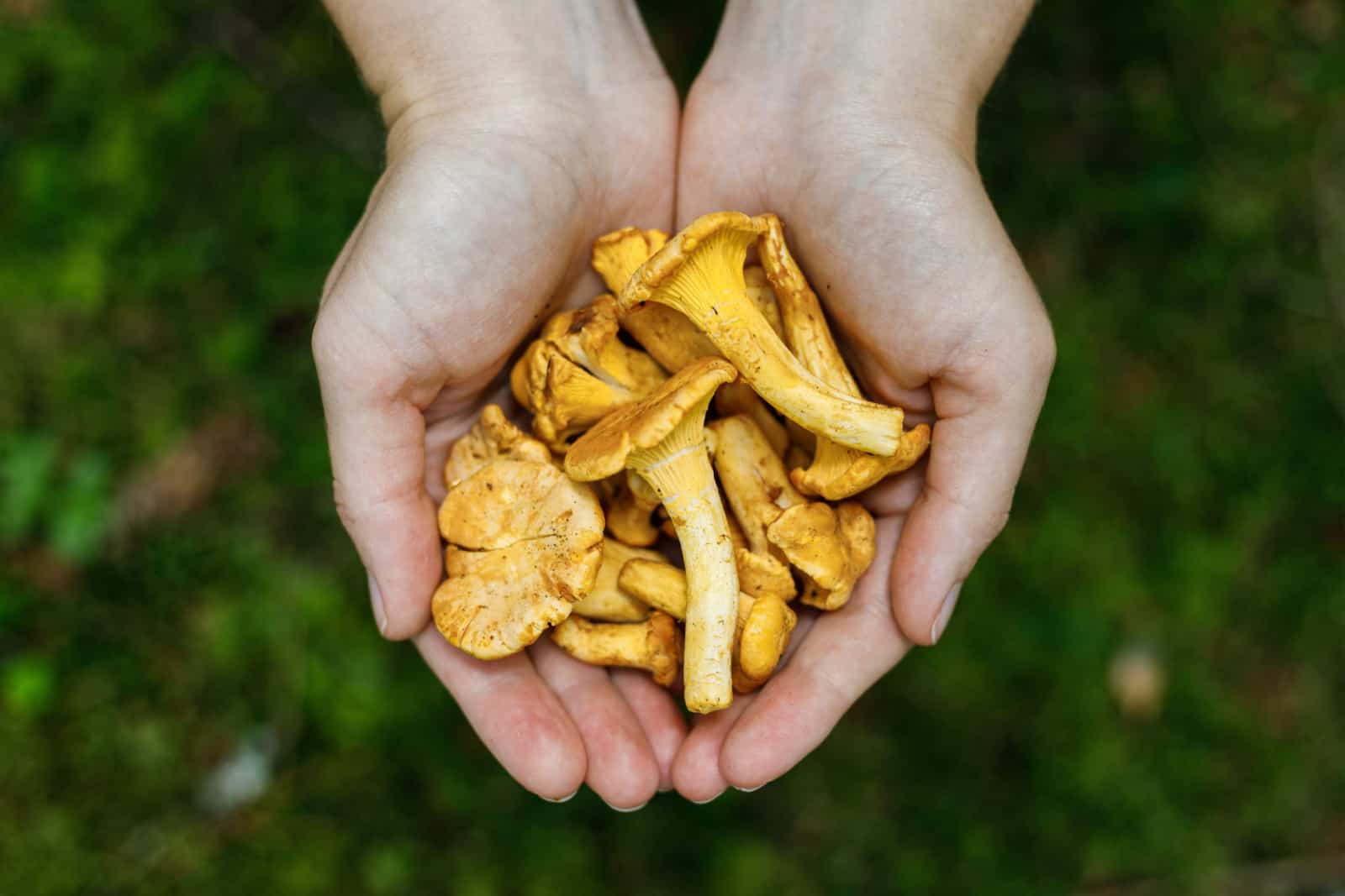 champiñones naranjas en la mano