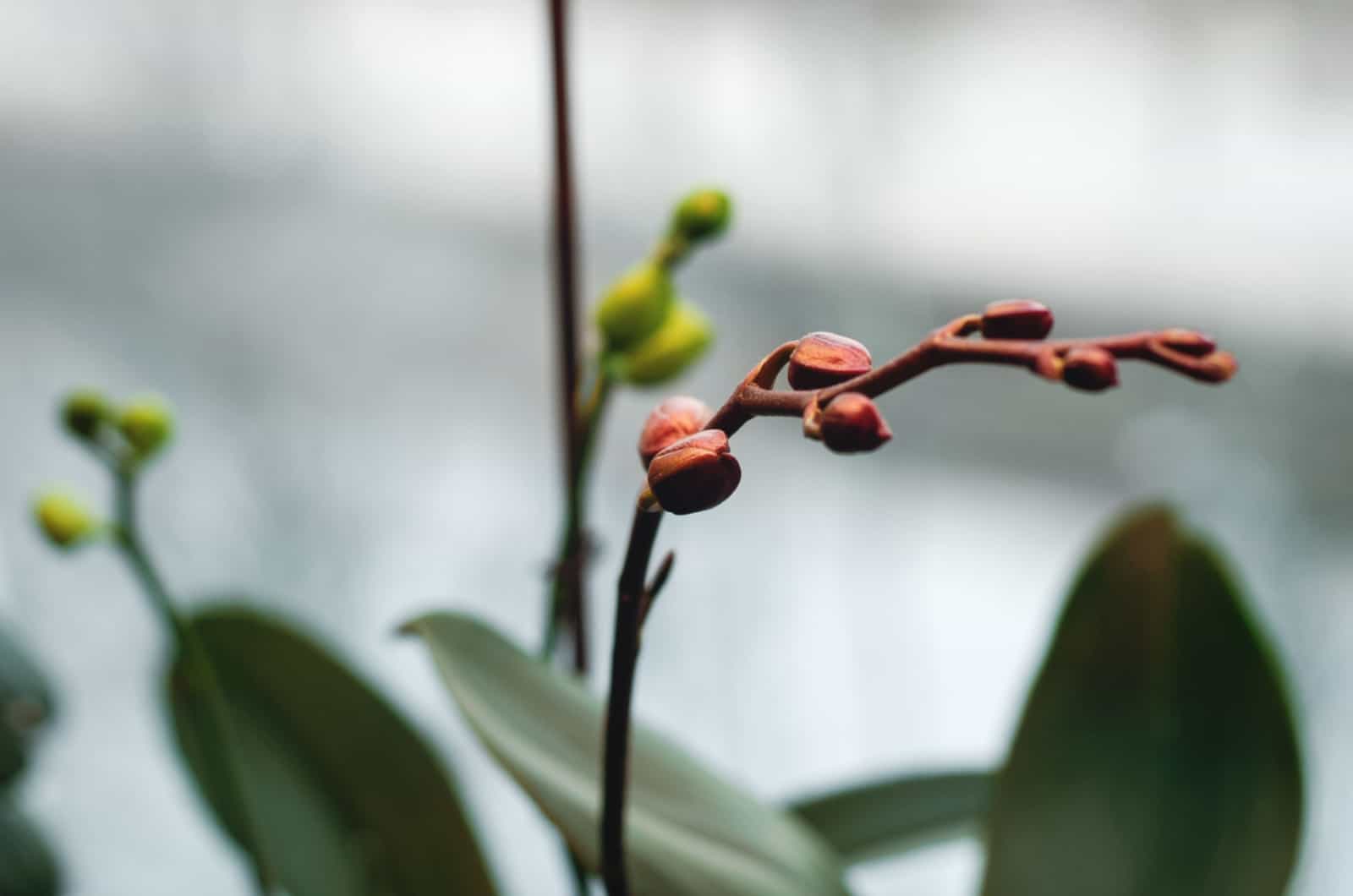 espigas de orquídeas