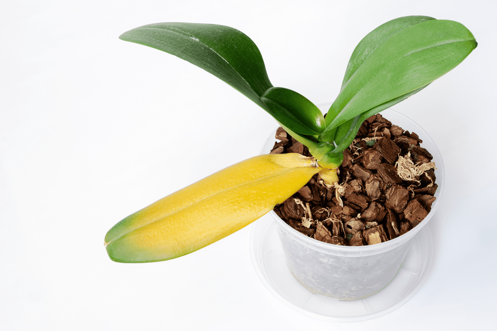 orquídea en una maceta blanca