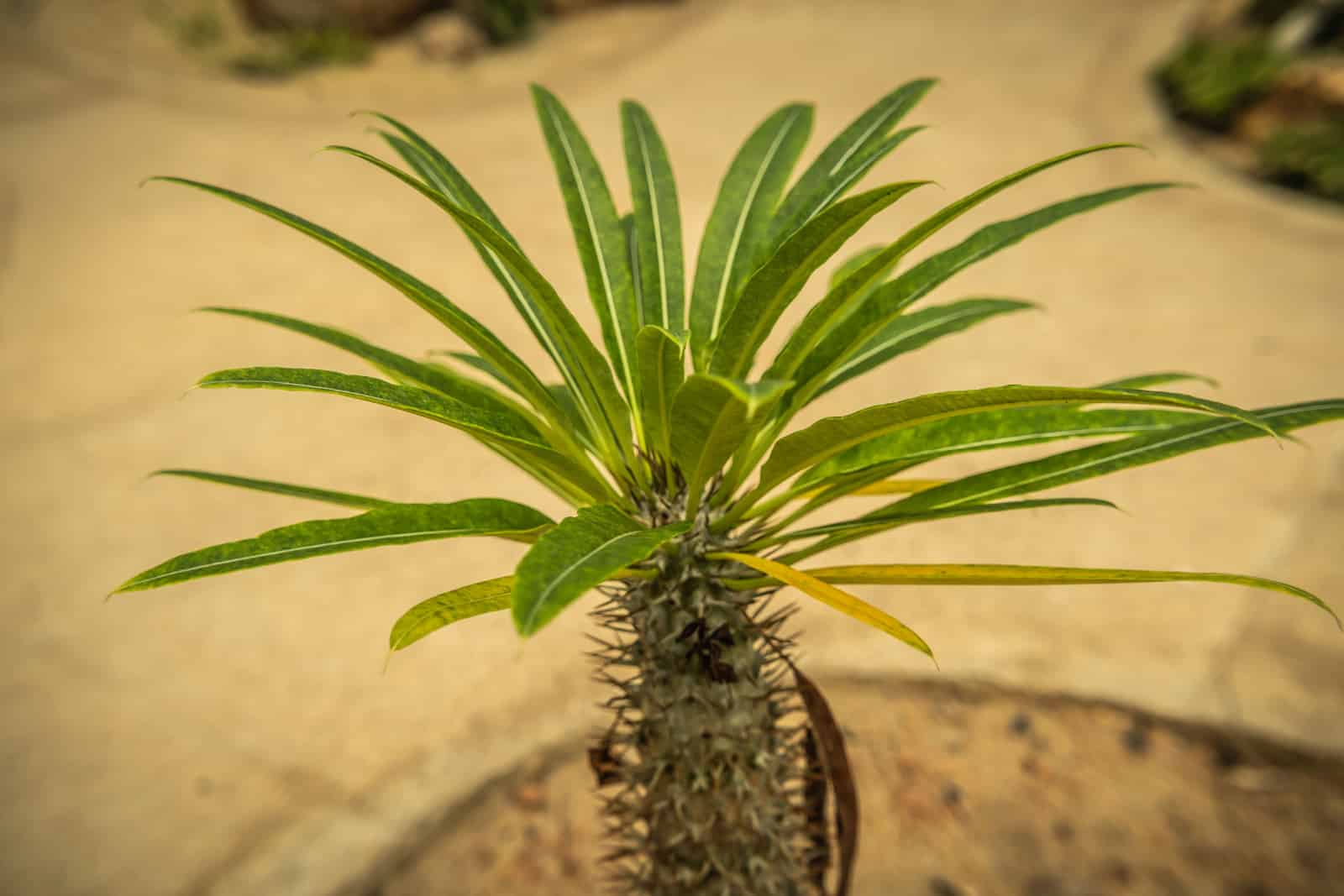 pachypodium lamerei, hermoso cactus en el jardín