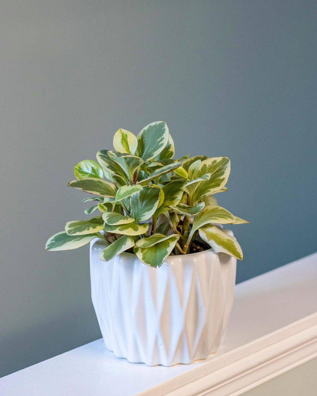 planta de peperomia en una hermosa maceta blanca