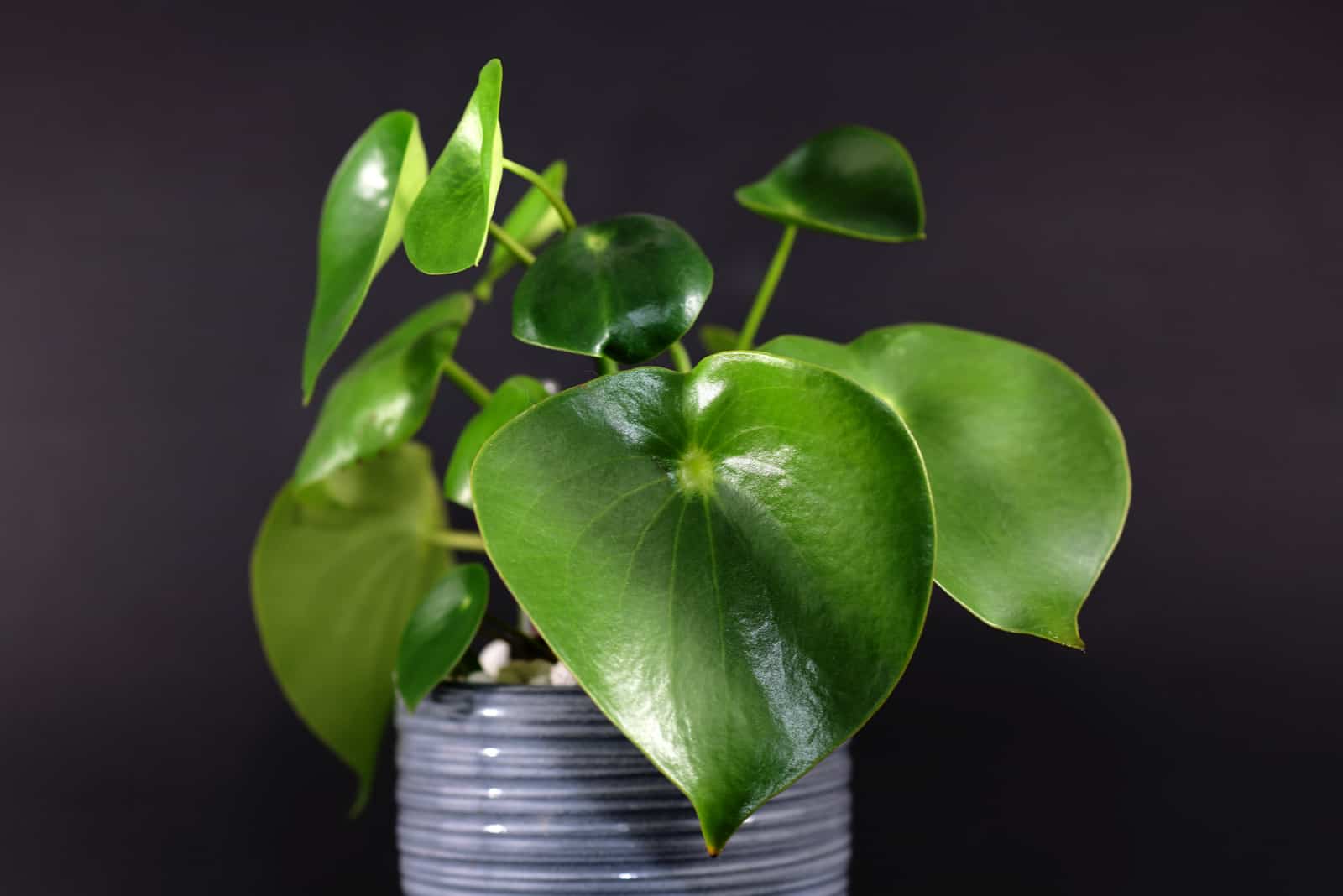 peperomia con hojas gruesas en forma de corazón en maceta gris