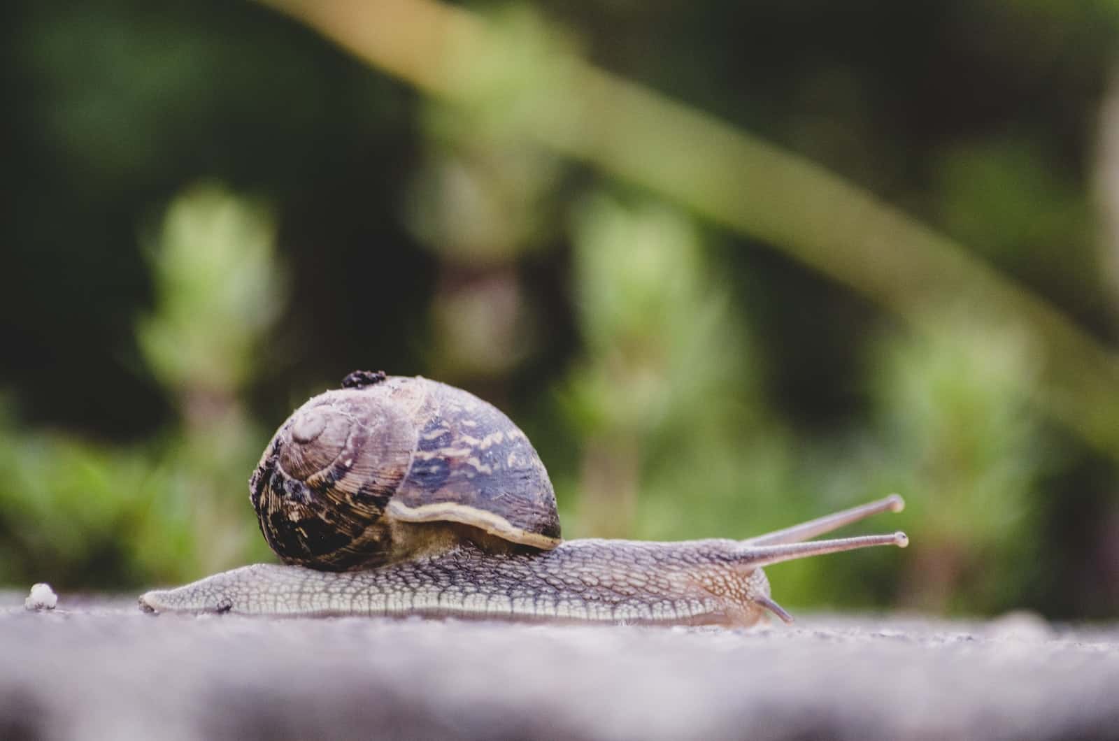 foto de un caracol en el jardin