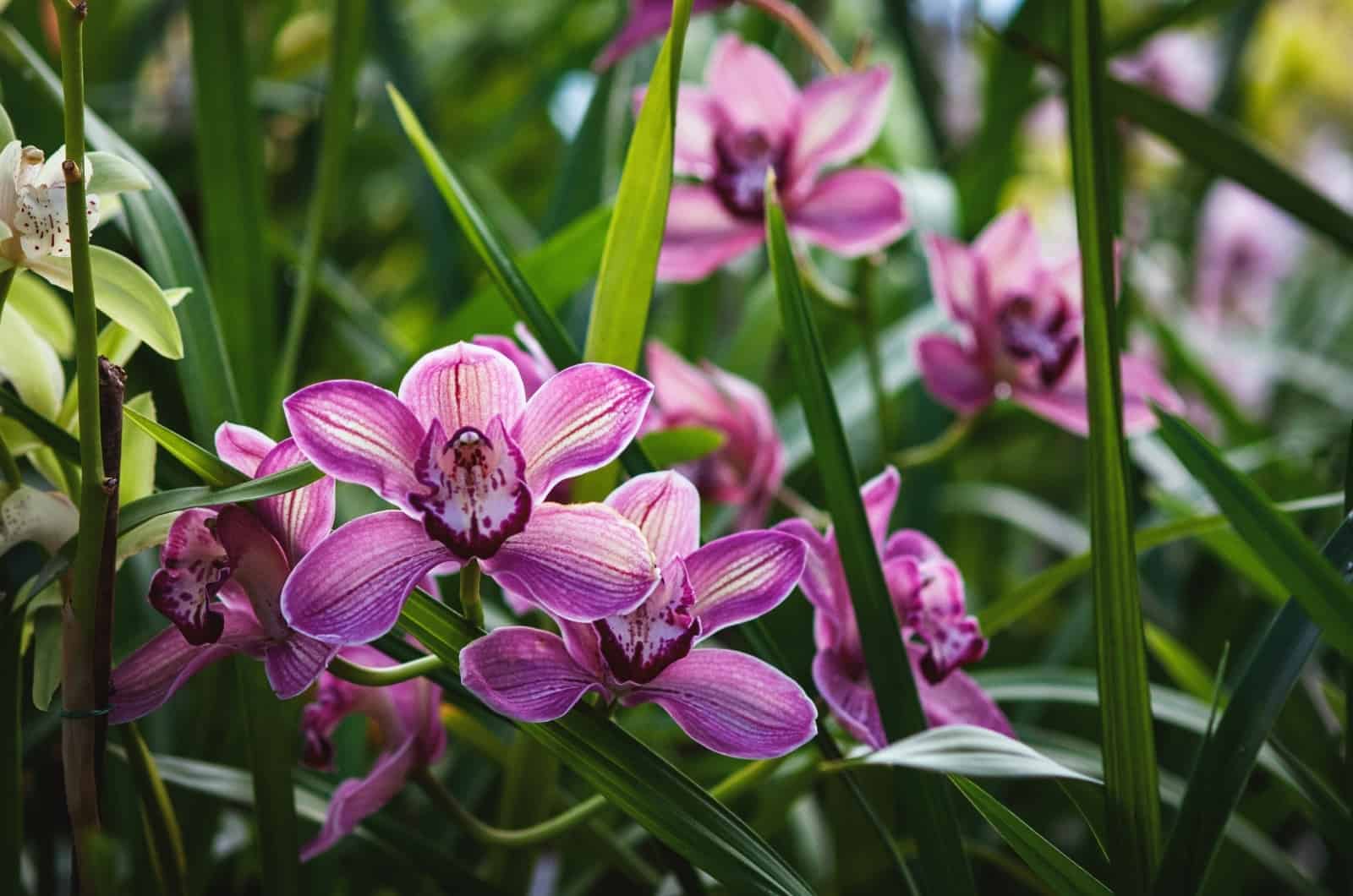 orquídea terrestre rosa