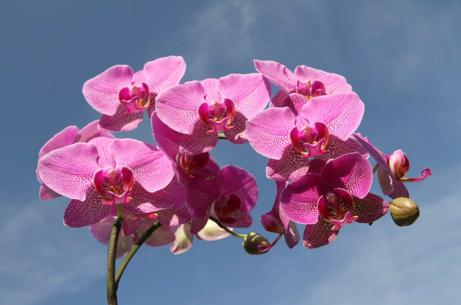 orquídeas rosas