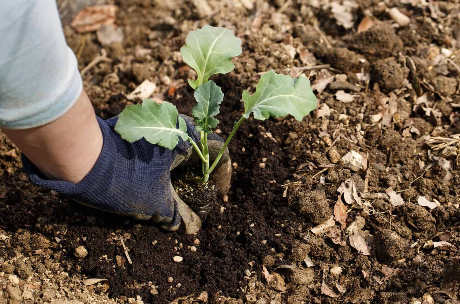 plantación de plantas de brócoli