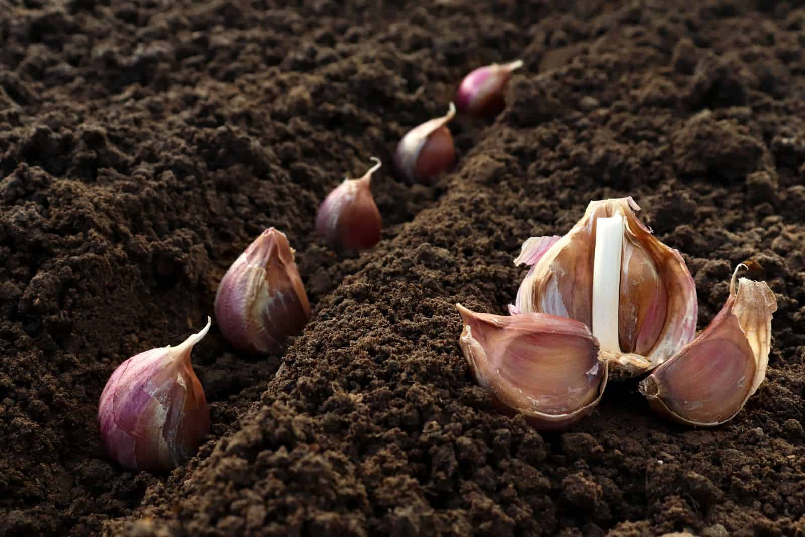 plantar cáscaras de ajo en humus