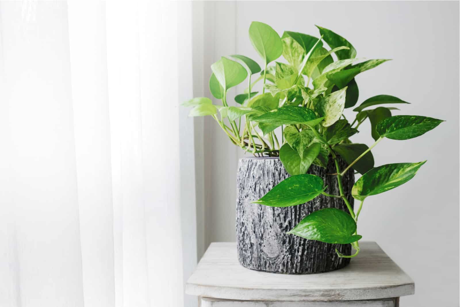 planta pothos