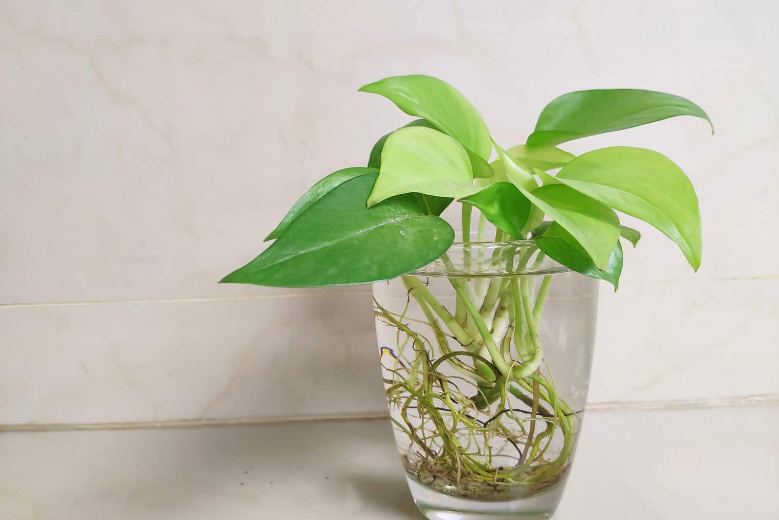 pothos con raíces aéreas