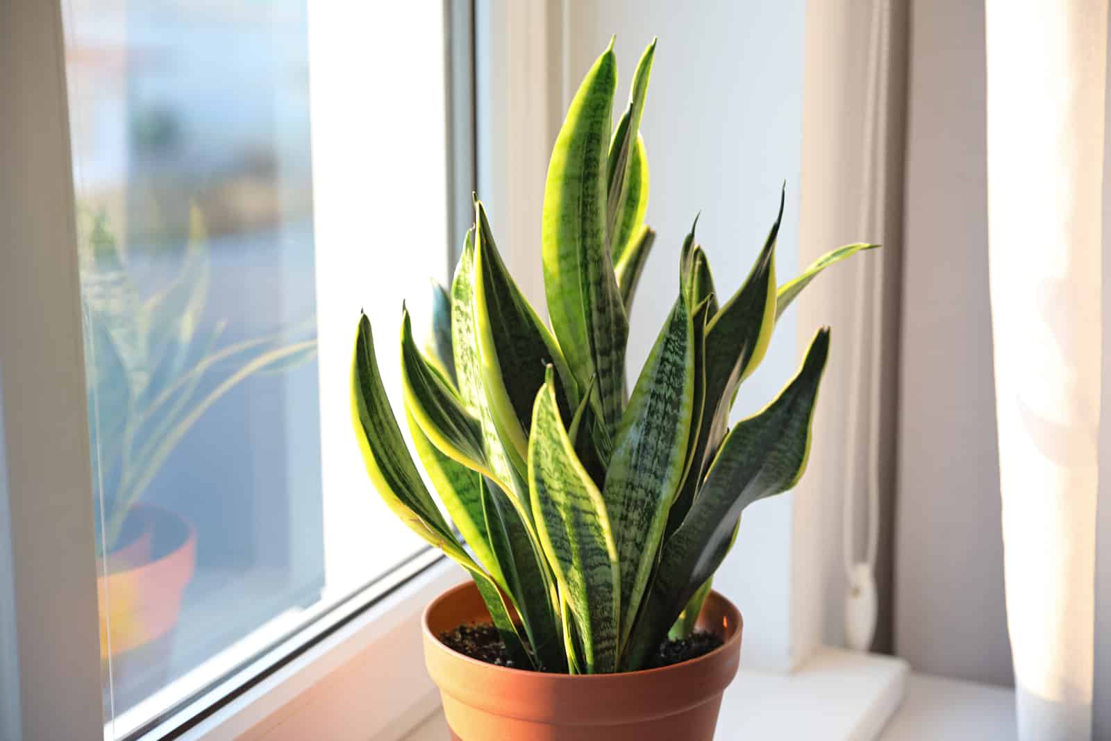 planta de serpiente en maceta