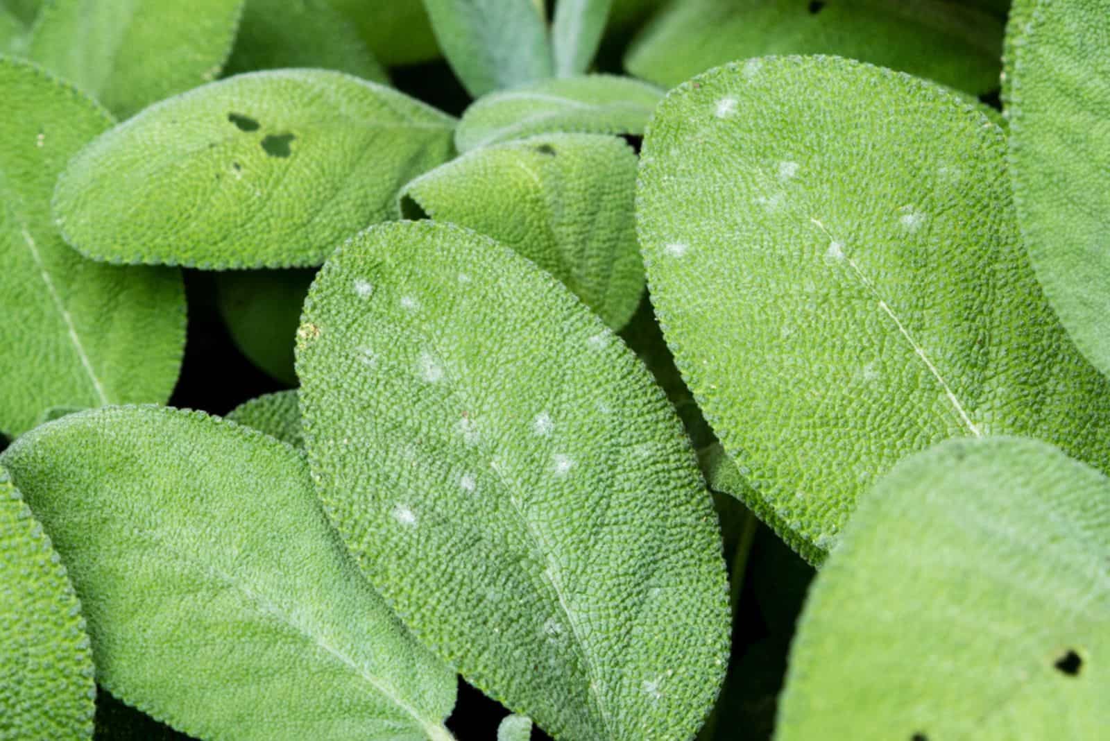 mildiú polvoroso en salvia 