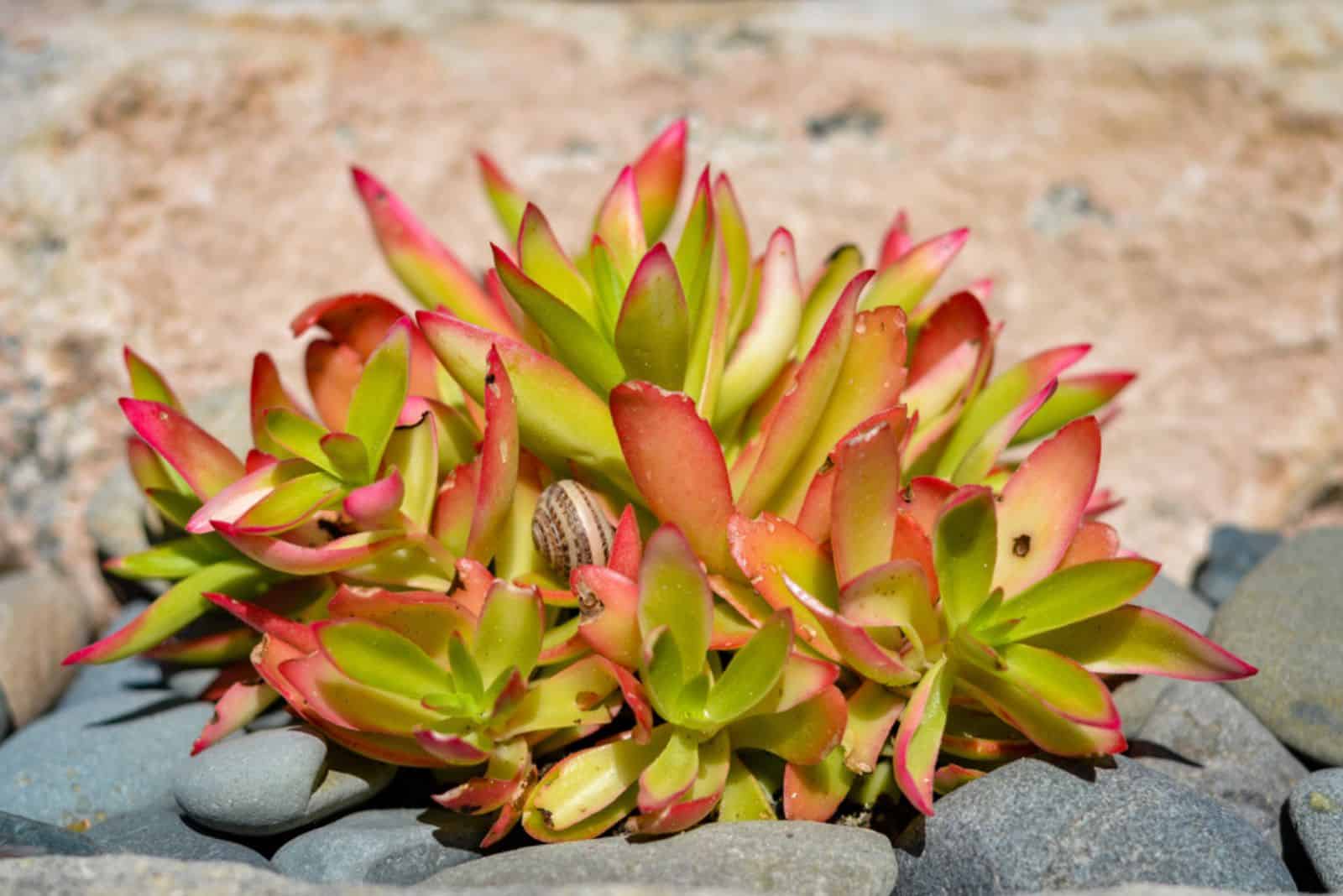 planta de pagoda roja al aire libre