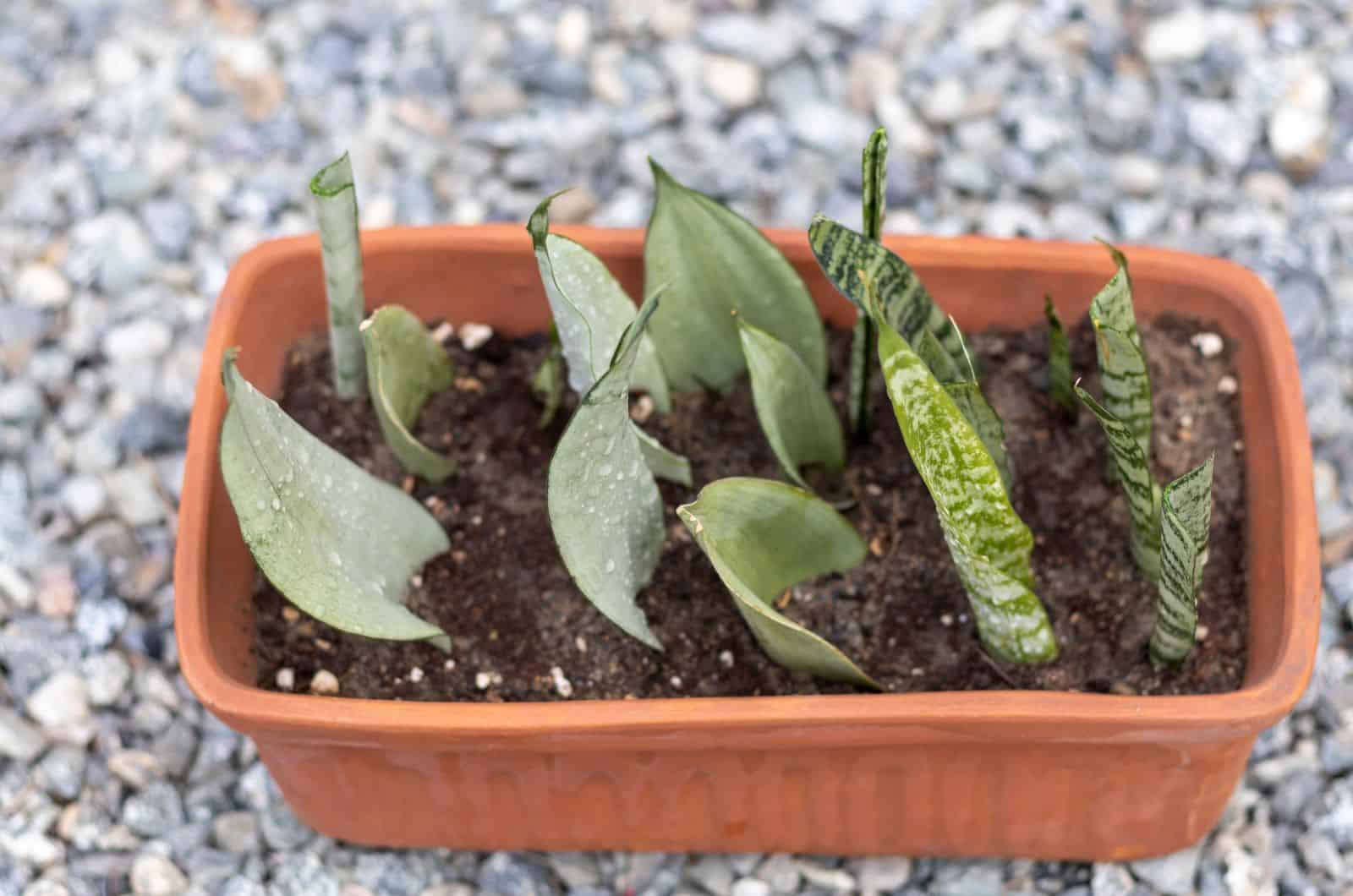 Planta de serpiente replantada en maceta nueva