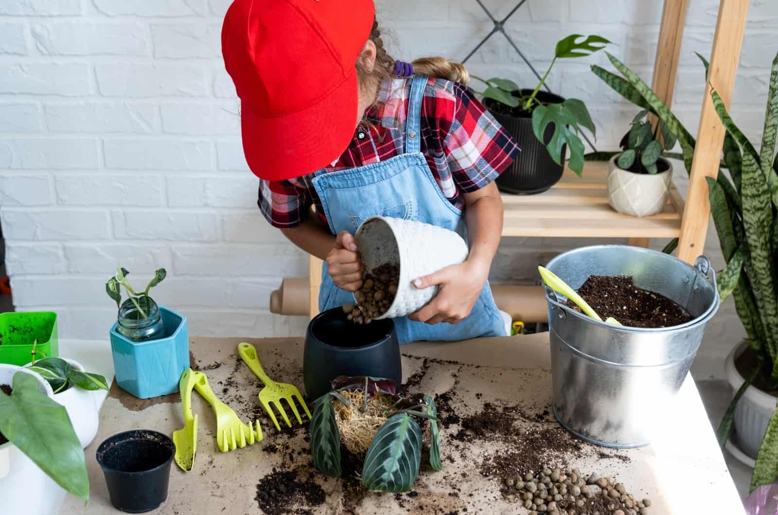 trasplantar la planta de oración Maranta