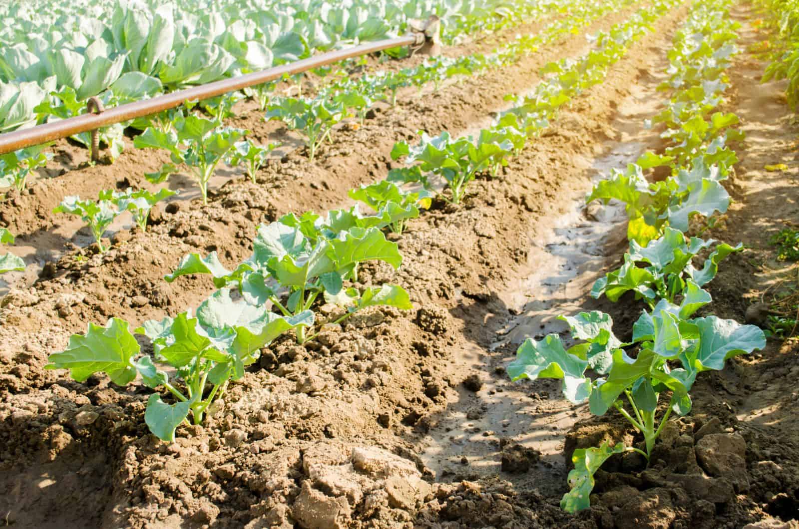 hileras de plantas de brócoli