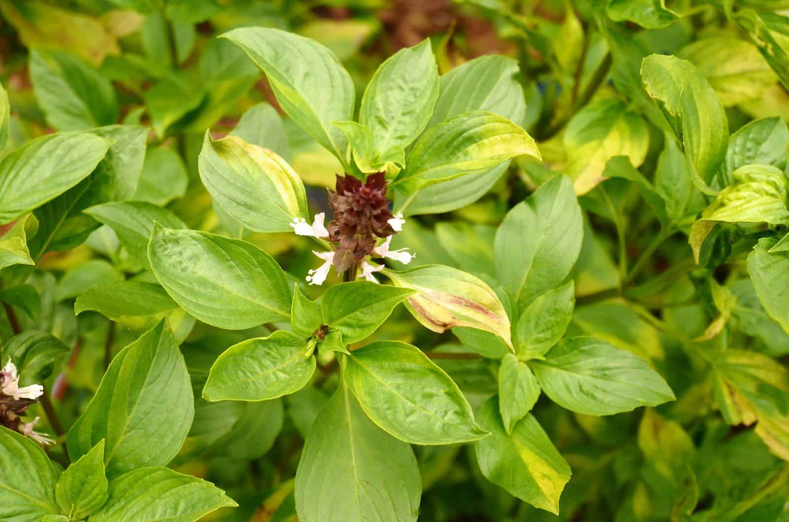 planta de albahaca enferma