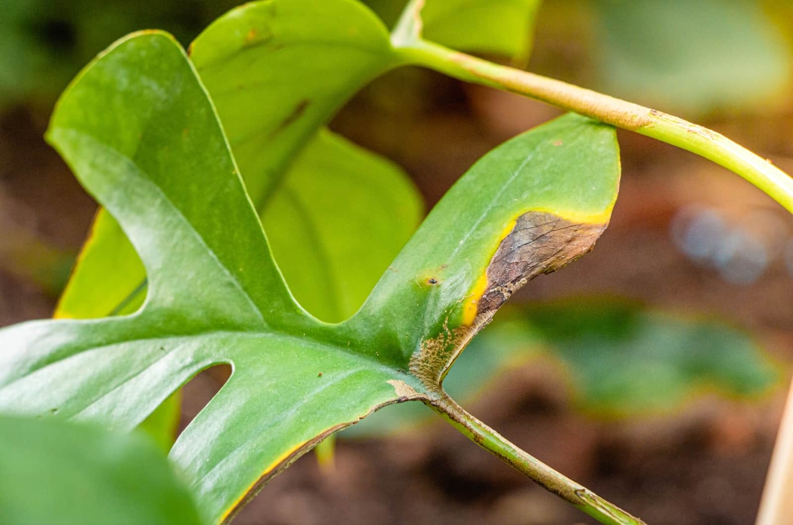 Planta Monstera enferma